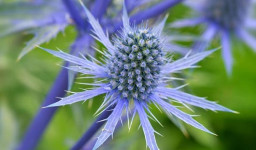 عرق بوقناق برای دیابت | عرق بوقناق را چه موقع بخوریم